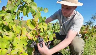 Le travail des coupeurs dans les vignes. Vendanges 2024