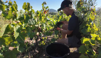 Vendanges 2024, de l&#039;été à l&#039;automne