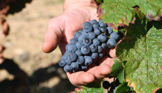 Nous sommes à J - 7  du démarrage des vendanges du millésime 2024 !