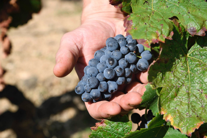 Nous sommes à J - 7  du démarrage des vendanges du millésime 2024 !