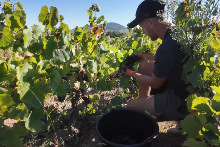 Vendanges 2024, de l&#039;été à l&#039;automne