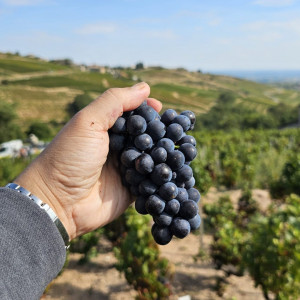 Vendanges 2024, de l&#039;été à l&#039;automne